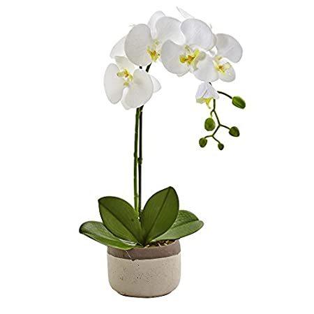 Nearly Natural 4569 胡蝶蘭 セラミックポット ホワイト 高さ19インチ＿並行輸入品