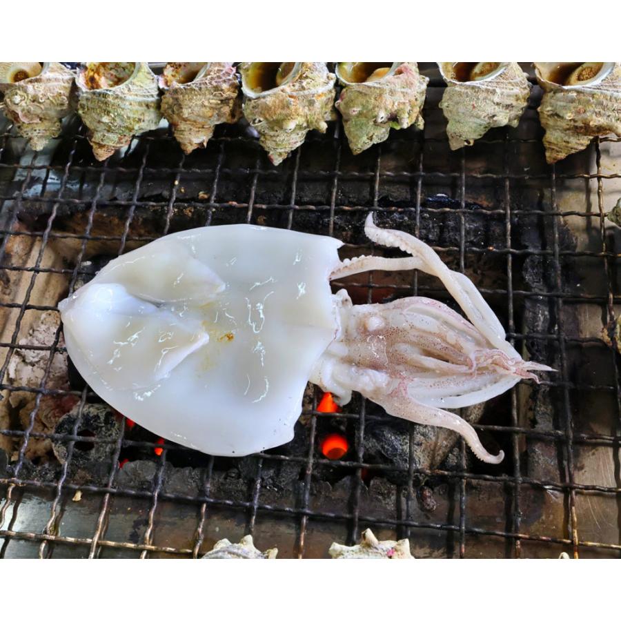 いか イカ ふっくらやわらか いか 一夜干し 9枚(3枚×3) イカ 烏賊 姿 干物 珍味 食品 海鮮 ギフト ポイント利用 爆買 | 食の達人 | 04