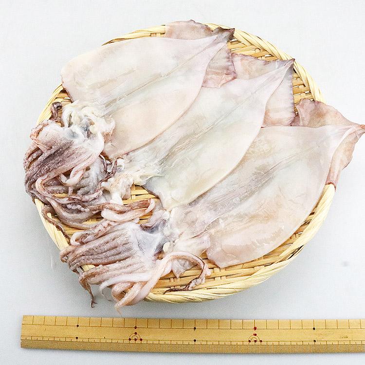 いか イカ ふっくらやわらか いか 一夜干し 9枚(3枚×3) イカ 烏賊 姿 干物 珍味 食品 海鮮 ギフト ポイント利用 爆買 | 食の達人 | 06