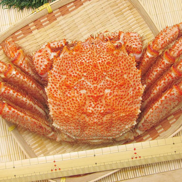 食の達人 毛ガニ 北海道産 1kg 1尾 特大 幻の巨大毛ガニ ギフト グルメ