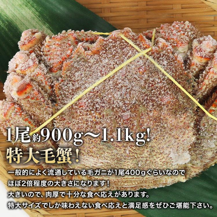 ロシア産 毛ガニ 特大1尾 約900g〜1.1kg 送料無料 毛蟹 毛がに ケガニ 蟹 カニ かに グルメ 食品 ギフト 食の達人森源商店 - 通販 - PayPayモール ロシア産 毛ガニ 特大1尾 約900g〜1.1kg 送料無料 毛蟹 毛がに ケガニ 蟹 カニ かに グルメ 食品 ギフト 食の達人森源商店 - 通販 - PayPayモール