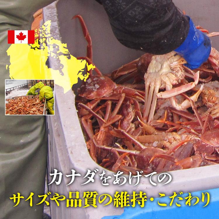 かに カニ 蟹 ズワイガニ 姿ずわい2尾 約1.3kg(1.2kg〜1.4kg) かに味噌 グルメ 食品 海鮮 ギフト ポイント利用 爆買 | 食の達人 | 03