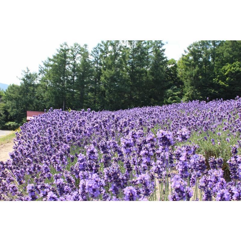 ポプリ 送料無料 ラベンダーポプリ 富良野 イングリッシュ ラベンダー ポプリ10g 巾着 サシェ クリックポスト便 Morikaocp08a 森の香り 通販 Yahoo ショッピング