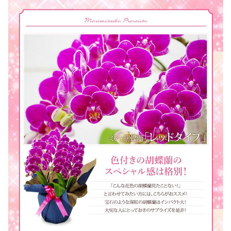 洋蘭ギフト鉢花 『ミディ胡蝶蘭 3本立ち「ソレイユ」』【贈】《母