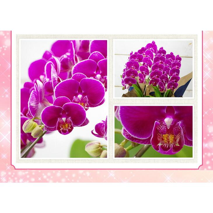 洋蘭ギフト鉢花 『ミディ胡蝶蘭 3本立ち「ソレイユ」』【贈】《母