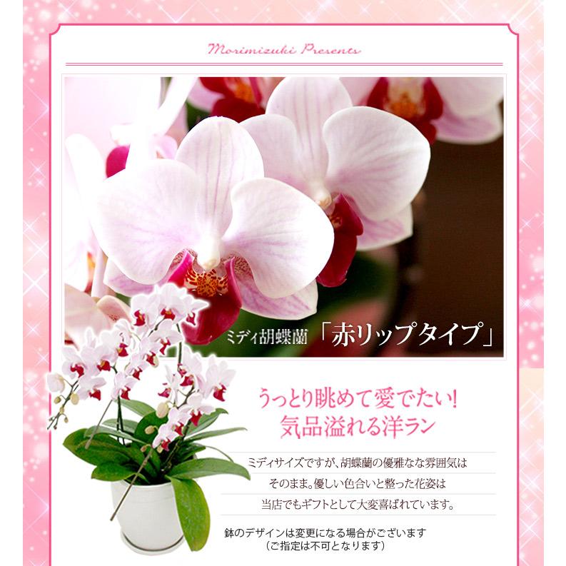 洋蘭ギフト鉢花 『ミディ胡蝶蘭 3本立ち「ソレイユ」』【贈】《母