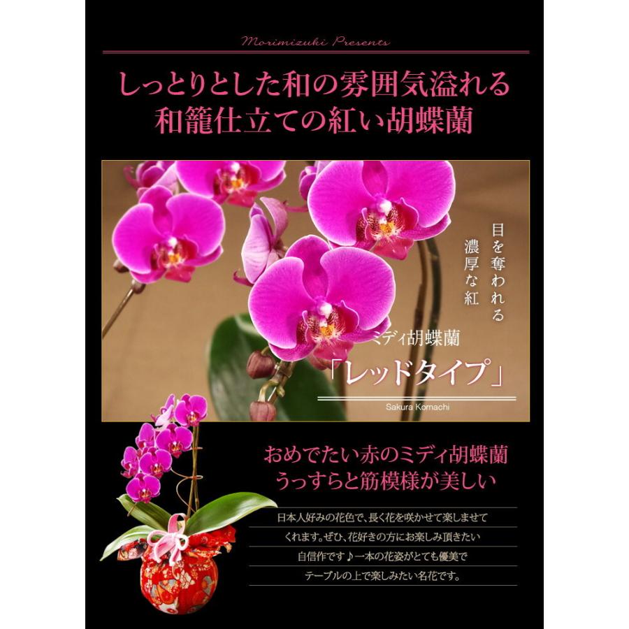 洋蘭ギフト ミディ胡蝶蘭 和風風呂敷仕立て 宝 Br さくら小町 紅白胡蝶蘭 とピンク胡蝶蘭の２色のミディ胡蝶蘭 ミニ胡蝶蘭 100sakurakomachi 森水木のラン屋さん ヤフー店 通販 Yahoo ショッピング