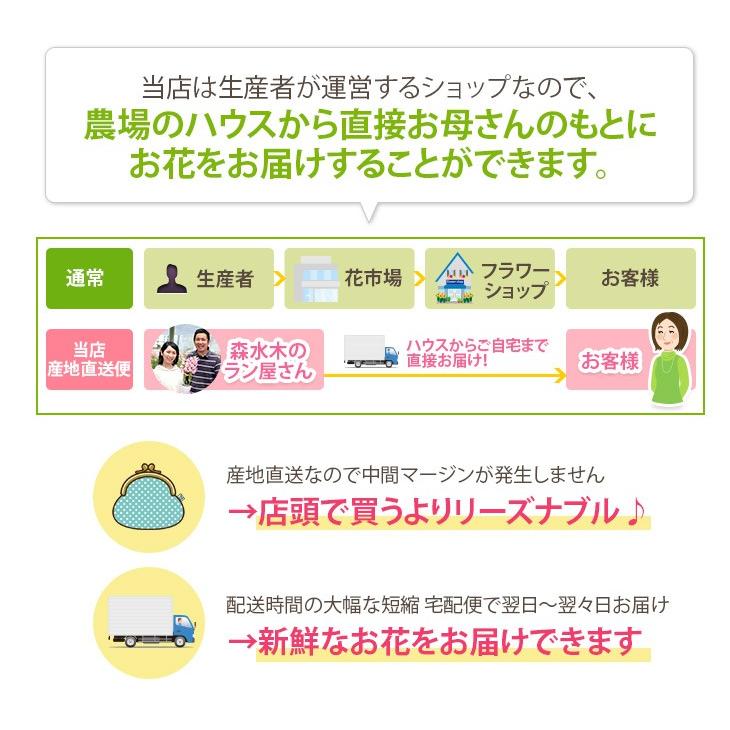 【母の日ギフト2022】☆選べる2種の『デンドロビューム 「母想い」』【贈】花言葉「思いやり」デンドロビウム 母の日 鉢植え鉢花《母》｜morimizuki｜14