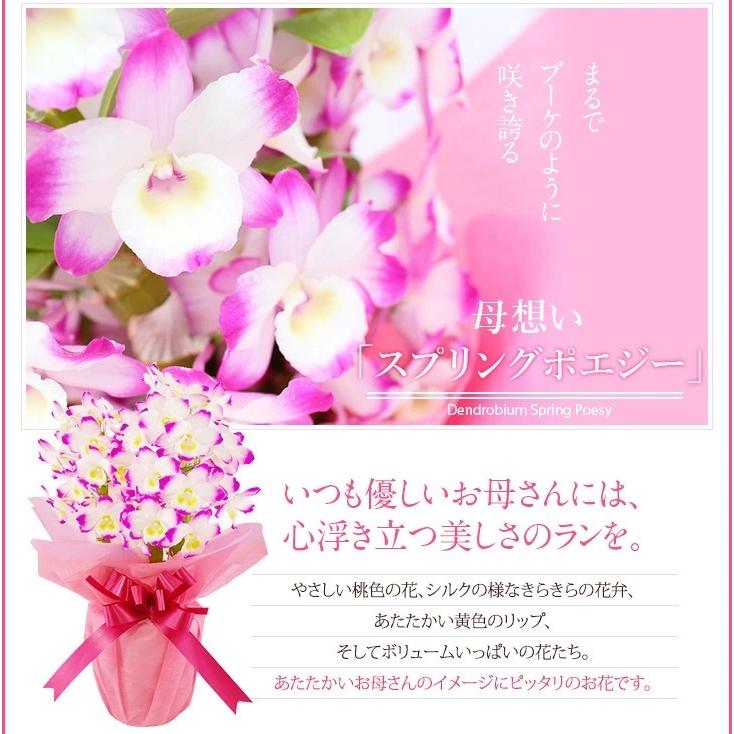 母の日ギフト21 選べる2種の デンドロビューム 母想い 贈 花言葉 思いやり 母 09mama2 森水木のラン屋さん ヤフー店 通販 Yahoo ショッピング