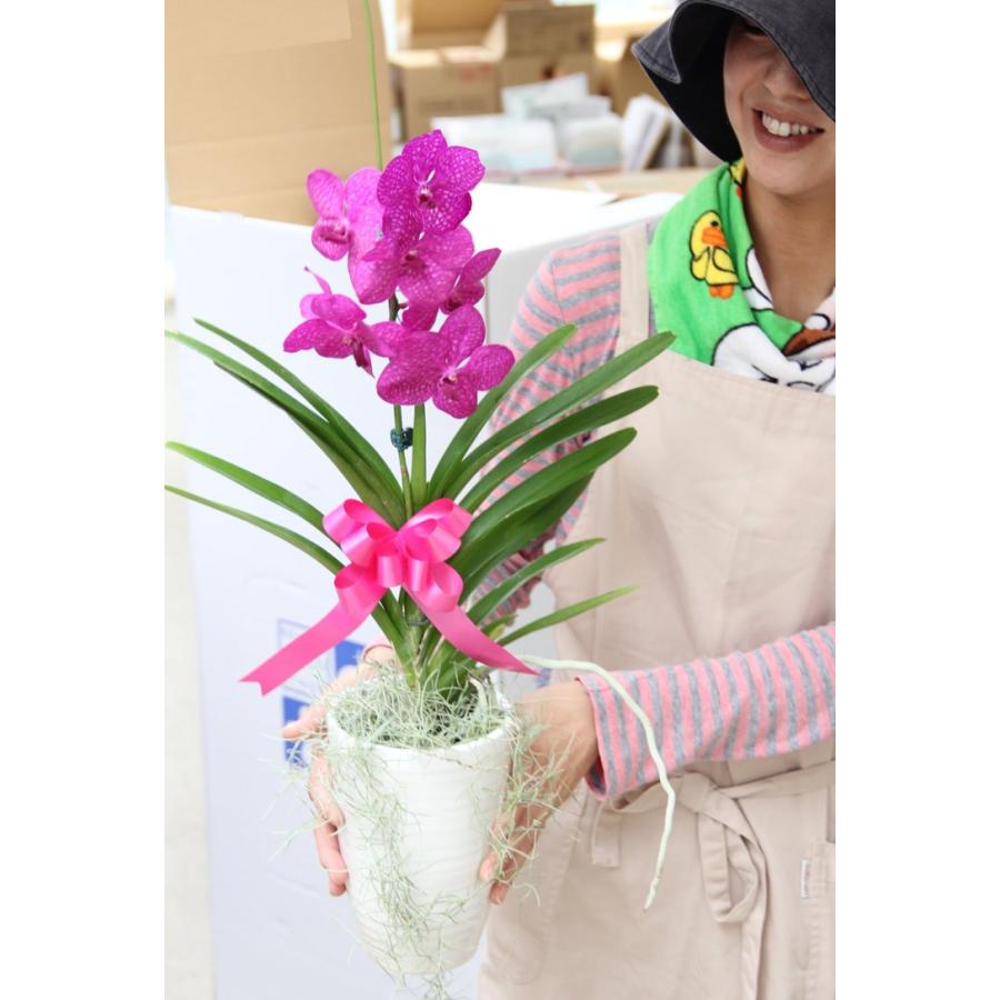 少量 限定開花中 洋ラン バンダ 1本仕立て 選べる3タイプ空中に美しい根を出すバンダは 吊り下げ栽培にも最適 花言葉は 上品な美しさ エレガント Mikasa1 森水木のラン屋さん ヤフー店 通販 Yahoo ショッピング