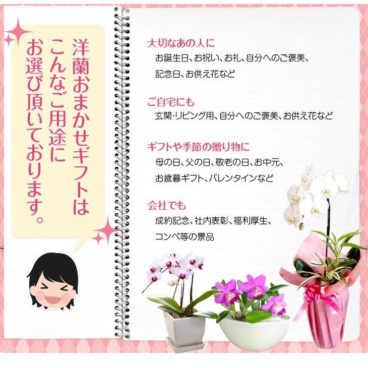 洋蘭ギフト おまかせ3800 フラワーギフトに迷ったらおまかせ洋ラン鉢植え花ギフト 鉢花 お祝い 誕生日 お供え 胡蝶蘭 ミディ胡蝶蘭 カトレア シンビジュ Omakase3000 森水木のラン屋さん ヤフー店 通販 Yahoo ショッピング
