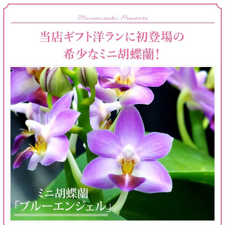 薄紫の多花性蘭　あさ出品 斑入り紫陽花 『オーロラ』 超多花性！特大8号 | すべての商品
