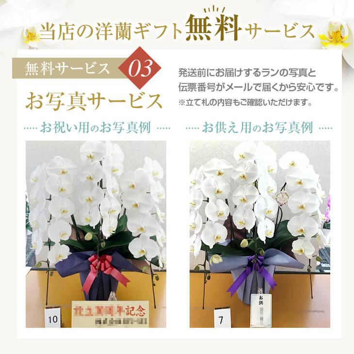 胡蝶蘭 3本立 大輪「飛翔」』お祝い 開店祝い 受賞祝い 誕生日 