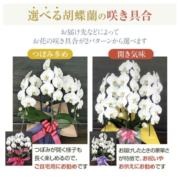 胡蝶蘭 3本立 大輪「飛翔」』お祝い 開店祝い 受賞祝い 誕生日