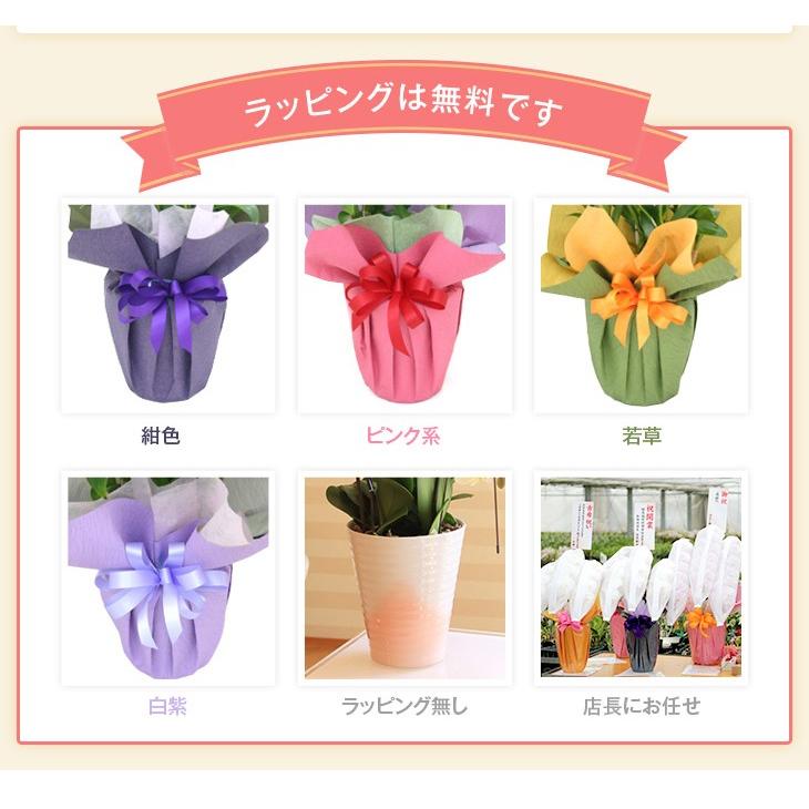 胡蝶蘭 5本立ち 大輪 若宮 陶器鉢花 立札 メッセージ 送料無料 寒冷地も対応各種お祝い お供えに大輪胡蝶蘭の5本立ち 法人ギフトにも 写サ Phal5f 森水木のラン屋さん ヤフー店 通販 Yahoo ショッピング