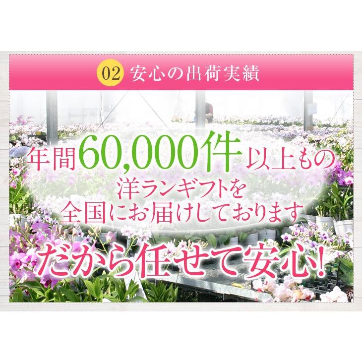 胡蝶蘭　原種　洋蘭　レア　入手困難　Golden zebra 胡蝶蘭（ミディー）アンスラゴールド又はカーリー 2本 【椎名洋ラン園