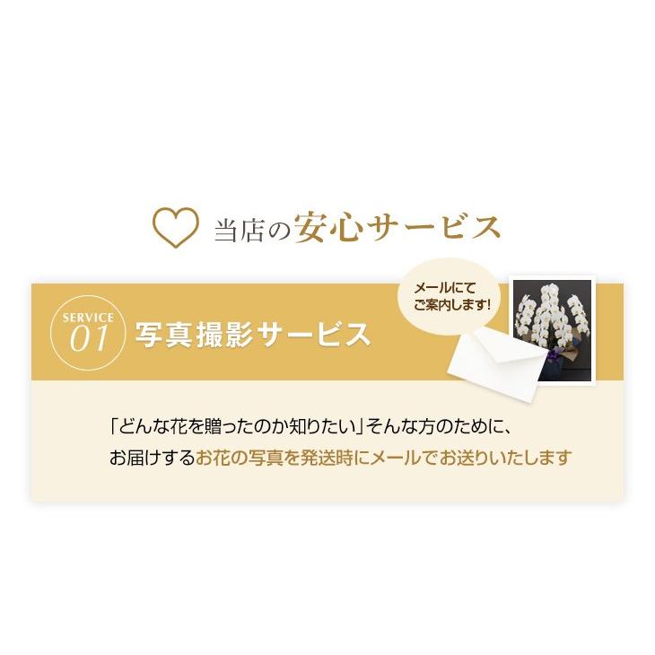 胡蝶蘭 5本立 大輪<br>立札・メッセージ無料 白大輪胡蝶蘭 鉢花 『胡蝶