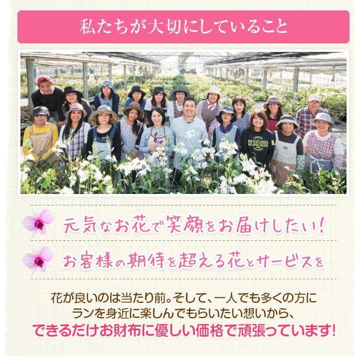 胡蝶蘭 5本立 大輪<br>立札・メッセージ無料 白大輪胡蝶蘭 鉢花 胡蝶蘭 5本立 大輪<br>立札・メッセージ無料 白大輪胡蝶蘭 鉢花
