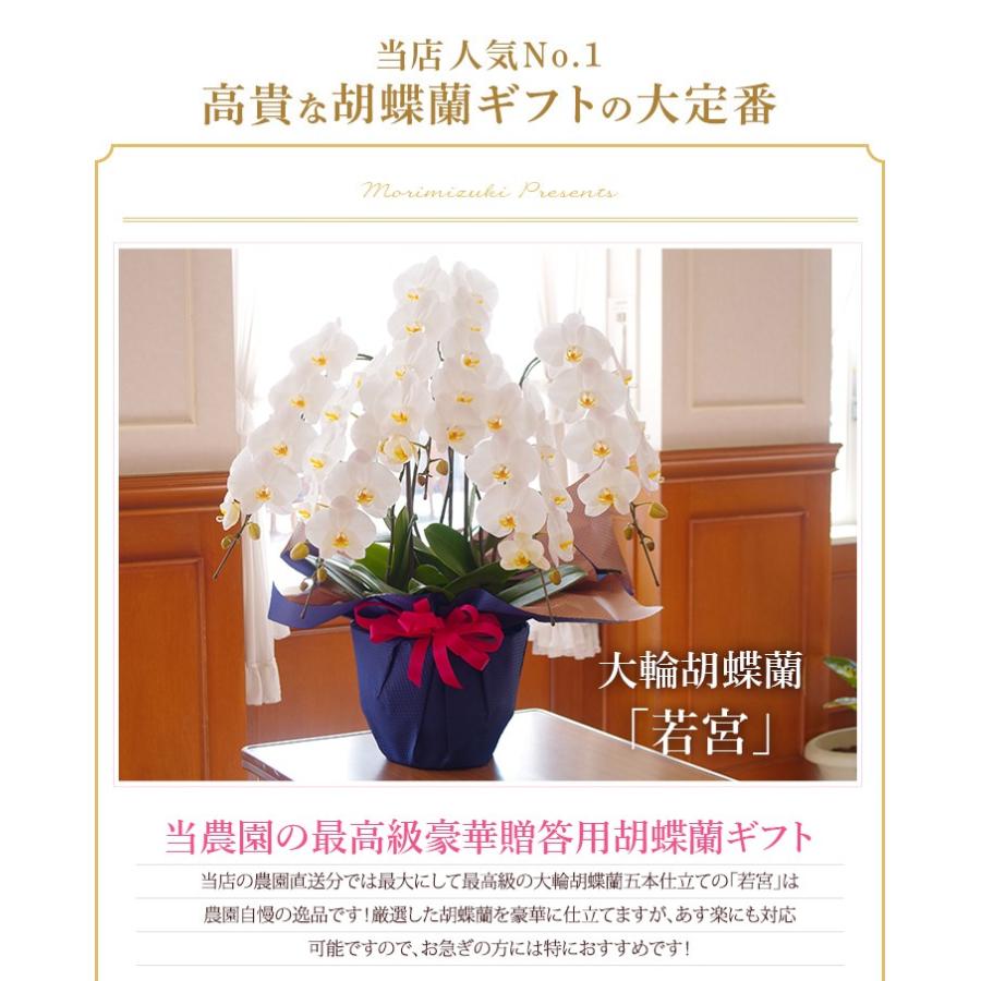 胡蝶蘭 5本立 大輪<br>立札・メッセージ無料 白大輪胡蝶蘭 鉢花 『胡蝶