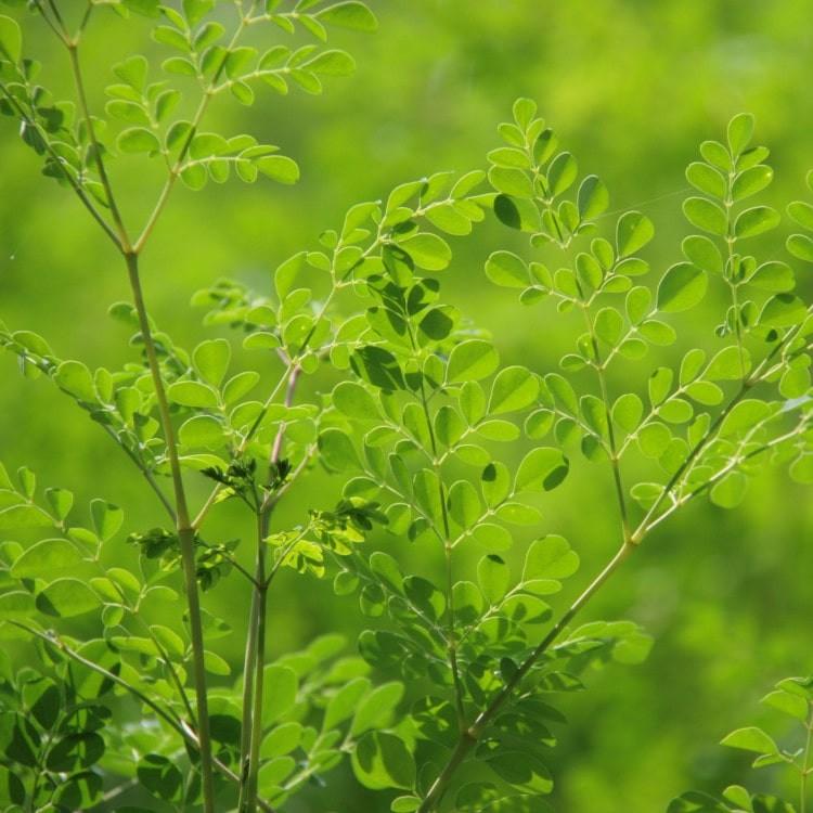 モリンガ粉末パウダー50g 青汁 無添加無農薬のオーガニック栽培 モリンガ生活公式 |  | 03