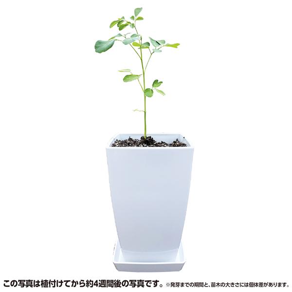 モリンガ苗木 : 森のサプリ モリンガ - 通販 - Yahoo!ショッピング