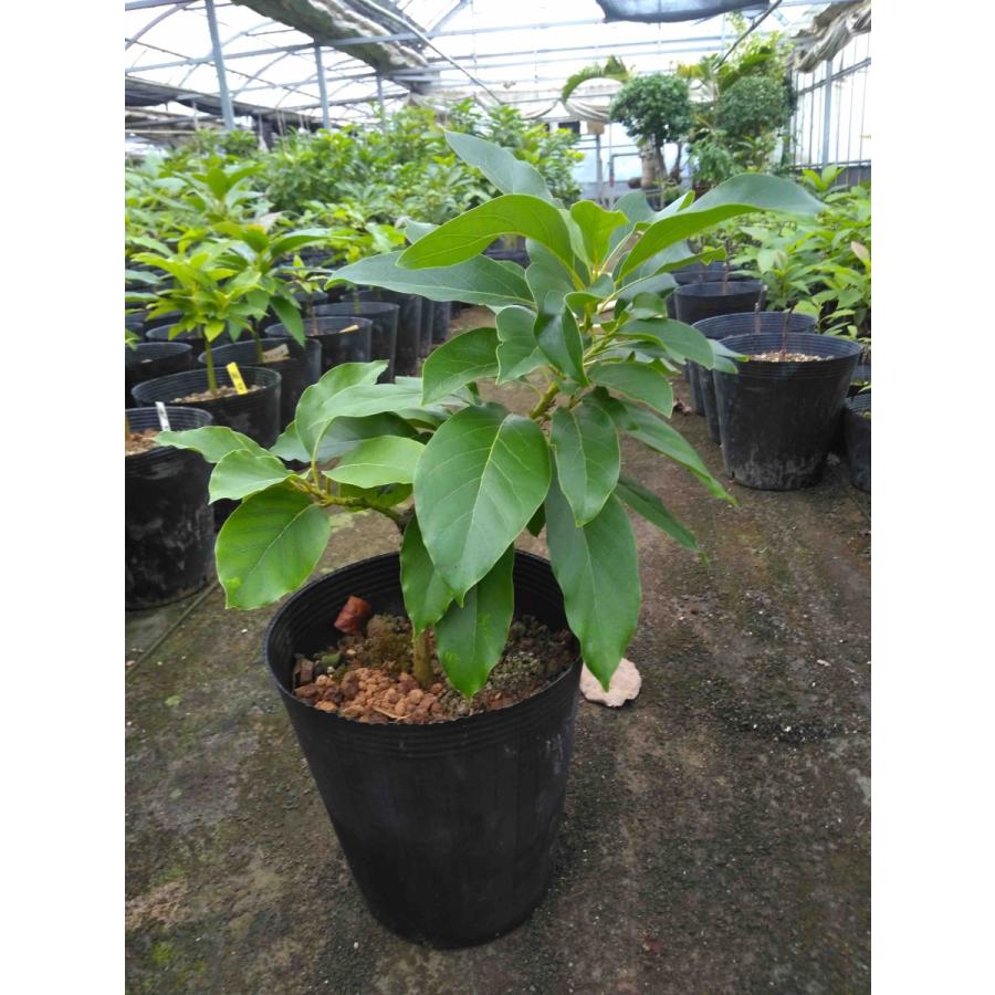 アボカド苗木(avocado 秋可 21cmポット 苗 家庭菜園 鉢植え 栽培 アボカド苗木(avocado 秋可 21cmポット 苗 家庭菜園 鉢植え 栽培