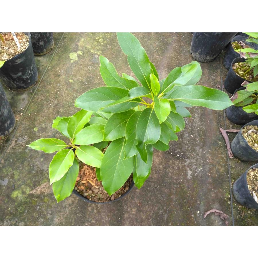 アボカド苗木(avocado 秋可 21cmポット 苗 家庭菜園 鉢植え 栽培