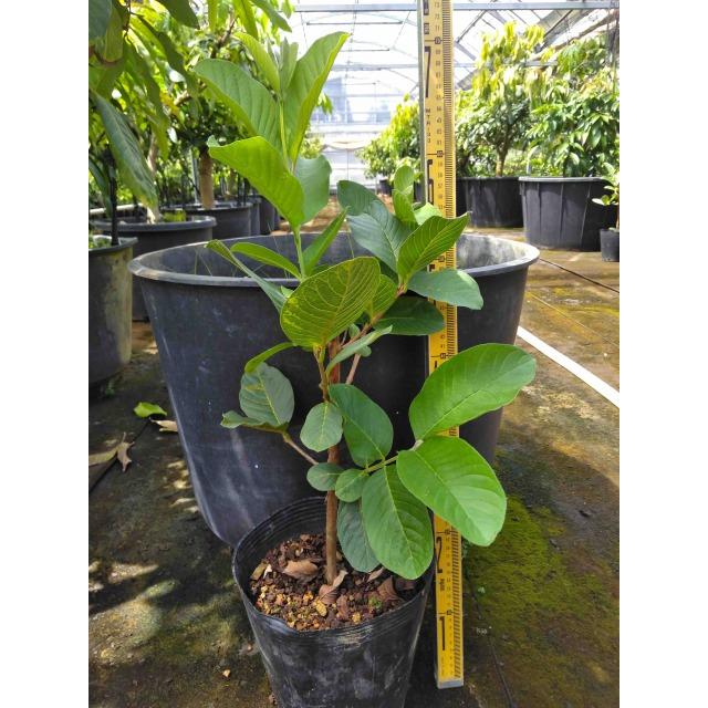 グアバ 苗木 取り木1年もの 21cmポット : 岩田屋ショッピングモール