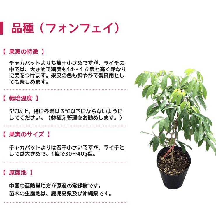 ◎ライチ 苗木 栽培 フォンフェイ 取り木 苗 4年もの ホンフェイ ◎ライチ 苗木 栽培 フォンフェイ 取り木 苗 4年もの ホンフェイ