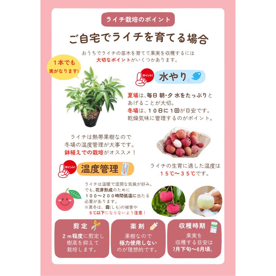 ライチ 苗木 栽培 フォンフェイ 取り木 苗 4年もの ホンフェイ