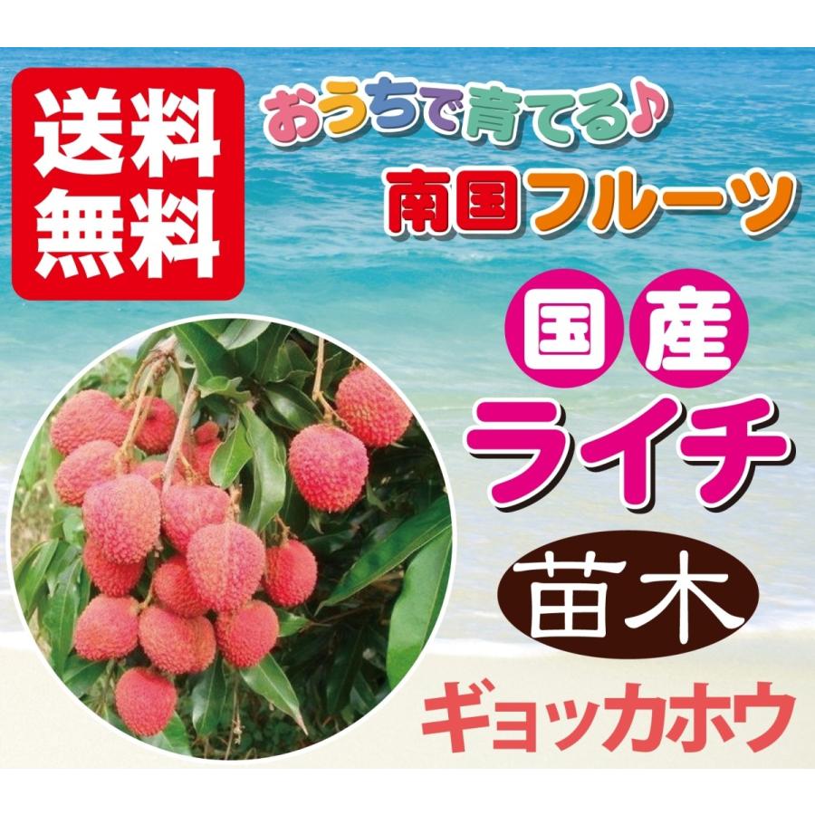 ライチ 苗木 栽培 ギョッカホウ 取り木 2年もの : 岩田屋