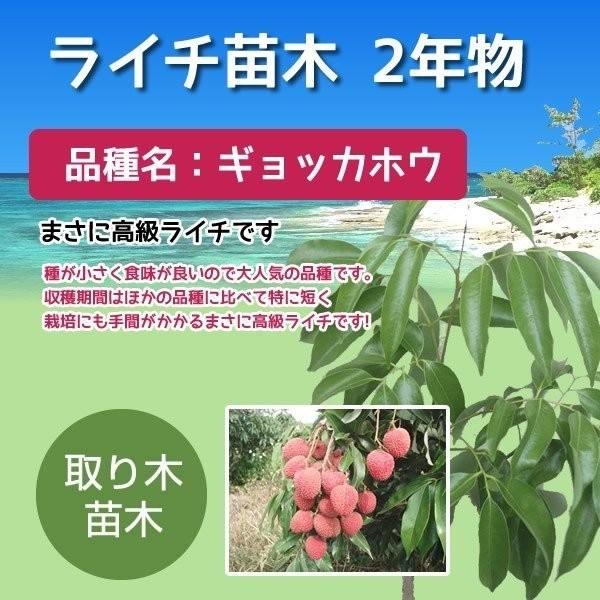 熱帯果樹　ライチ（品種：フォンフェイ・ギョッカホウ）２株セット 熱帯果樹 ライチ（品種：フォンフェイ・ギョッカホウ）2株セット