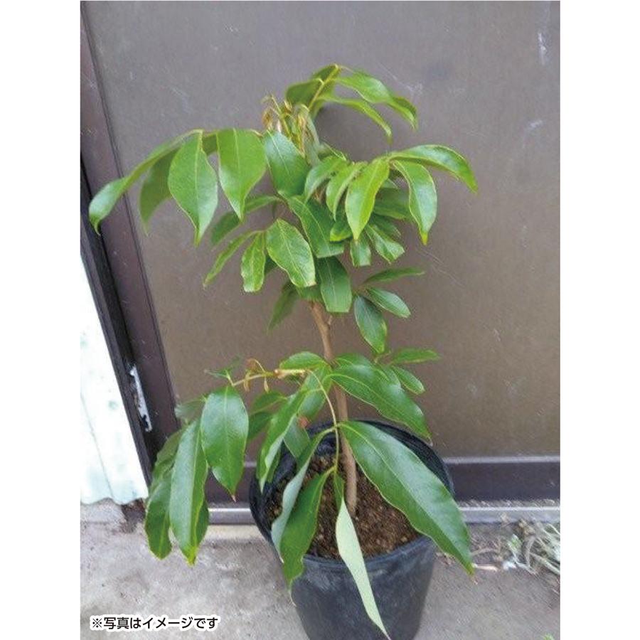 ◎ライチ 苗木 栽培 フォンフェイ 取り木 苗 3年もの ホンフェイ