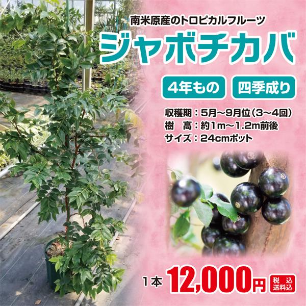 ジャボチカバ 大葉系(サバラ) 苗木 4年もの 四季成り 果樹 栽培 苗