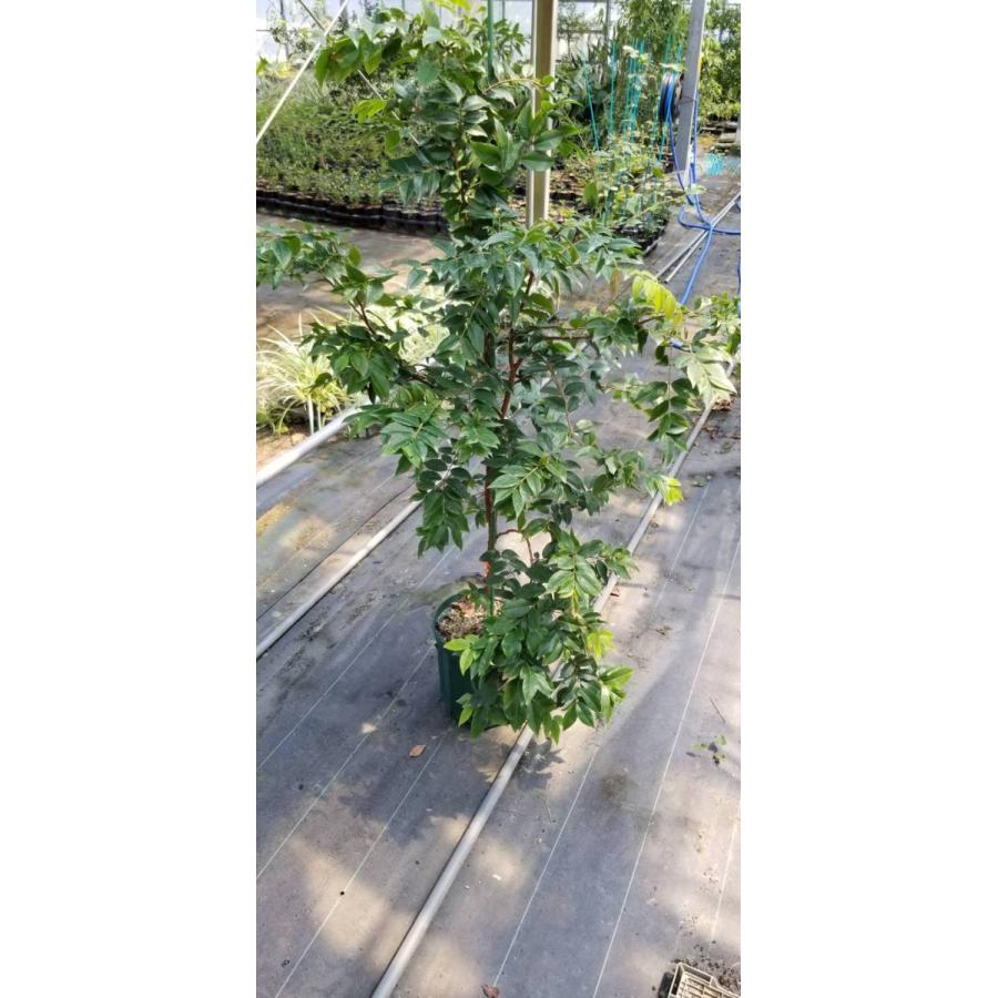 ジャボチカバ 大葉系(サバラ) 苗木 4年もの 四季成り 果樹 栽培 苗