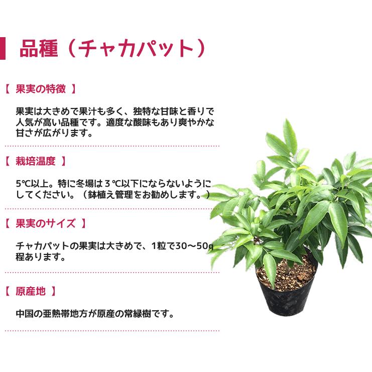 ライチ苗木（ジャカパット）5年もの（取り木苗木） : 岩田屋