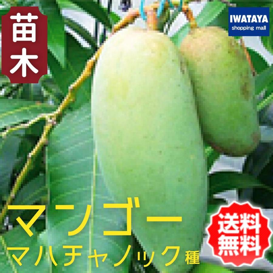 マンゴー苗木 マハチャノック種 苗 販売 24cmポット 家庭菜園 鉢植え Naegi Mahachanok 岩田屋ショッピングモール 通販 Yahoo ショッピング