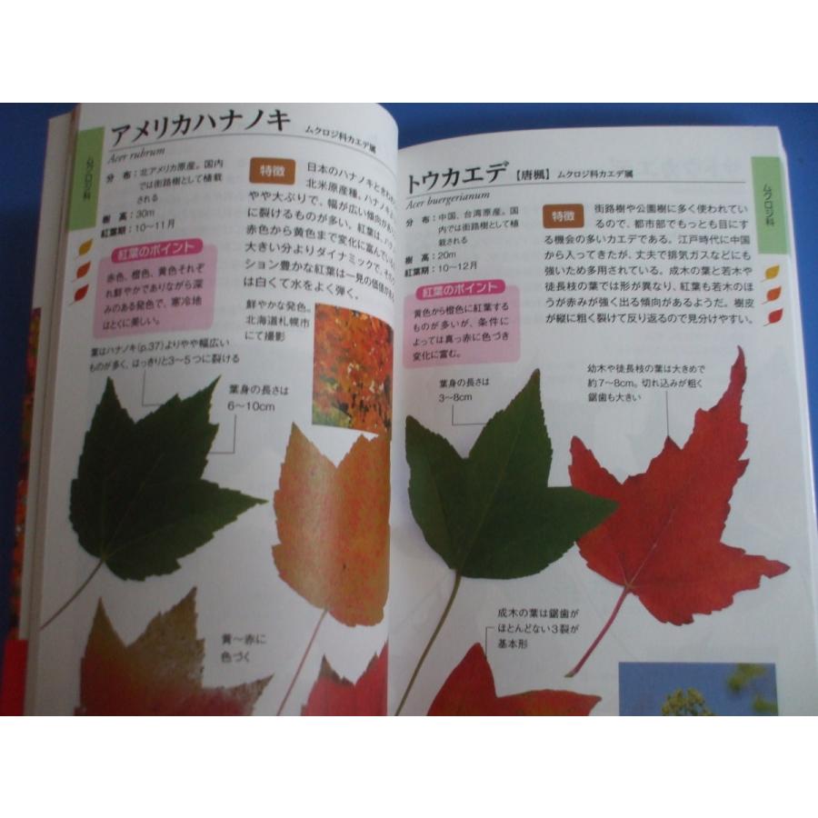 紅葉のきれいな樹木図鑑 ポケット版 森の広場ヤフーショップ 通販 Yahoo ショッピング