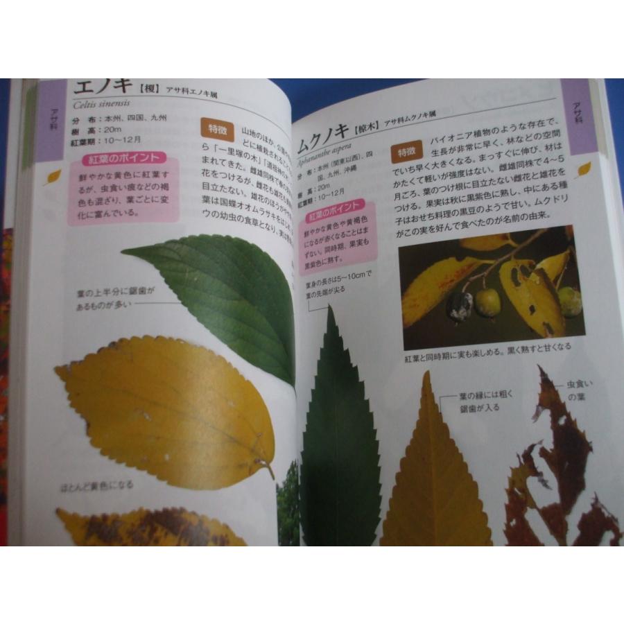 紅葉のきれいな樹木図鑑 ポケット版 森の広場ヤフーショップ 通販 Yahoo ショッピング