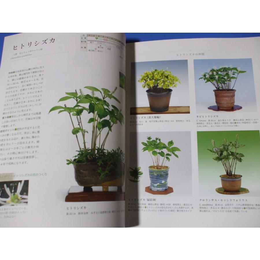 山野草用、いろいろ鉢 【公式通販】