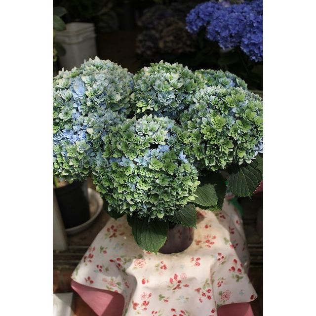 16 秋色アジサイ ごきげんよう ブルー ５号鉢ラッピング込 16aajigokigenby95 森農園ネットショップ 通販 Yahoo ショッピング