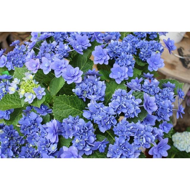 16 ｎew アジサイ 卑弥呼ブルー ５号鉢ラッピング込 16ajihimikobc65 森農園ネットショップ 通販 Yahoo ショッピング
