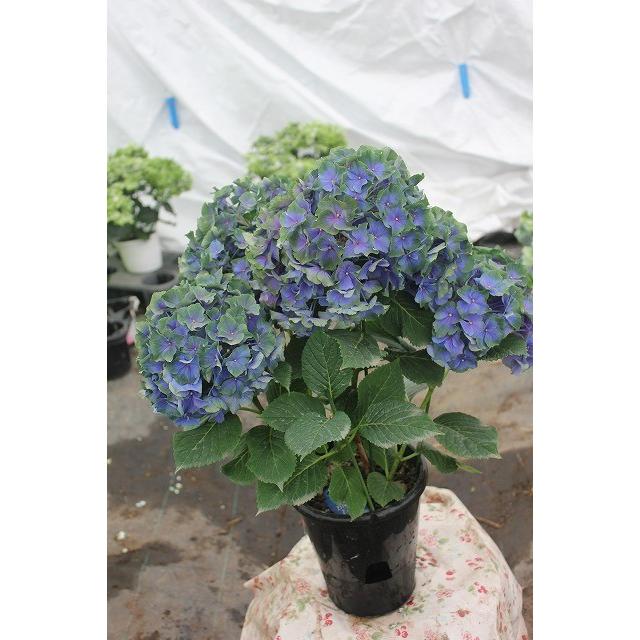 １７ 秋色アジサイ ブルーアース ６号鉢ラッピング込 17ajiburu A Sv76 森農園ネットショップ 通販 Yahoo ショッピング