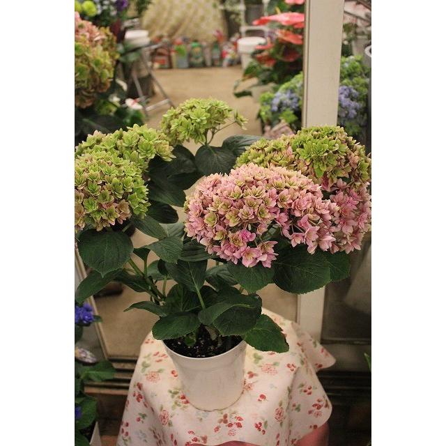 １７ 秋色アジサイ ごきげんようピンク ５号鉢ラッピング込 17akiajigokipn95 森農園ネットショップ 通販 Yahoo ショッピング