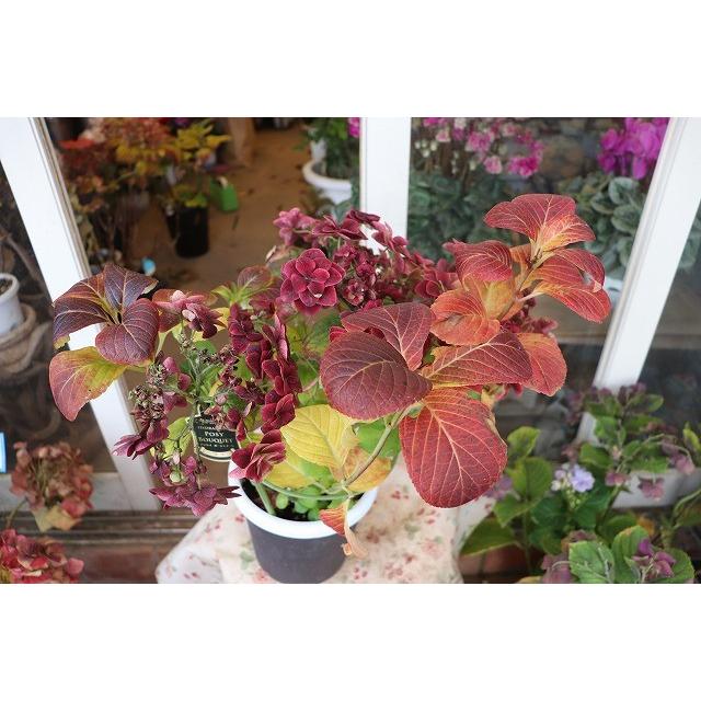 １８ アジサイ 秋からの一品物花芽付 ポージィブーケ ララピンク５号底面給水鉢 18aji11lalapmd12 森農園ネットショップ 通販 Yahoo ショッピング