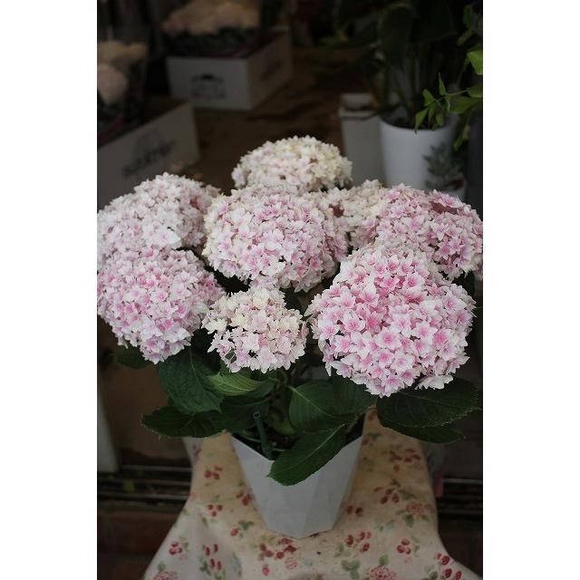 １８ New アジサイ かぐや姫５号鉢 18ajikaguyacx25 森農園ネットショップ 通販 Yahoo ショッピング