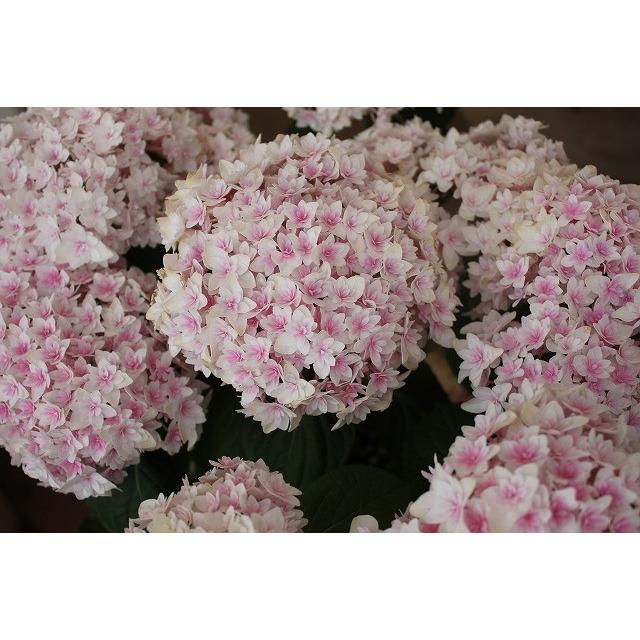 １８ New アジサイ かぐや姫５号鉢 18ajikaguyacx25 森農園ネットショップ 通販 Yahoo ショッピング