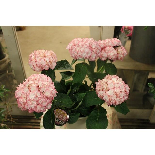 １８ New アジサイ 恋物語５号鉢 18ajikoimonoyg85 森農園ネットショップ 通販 Yahoo ショッピング