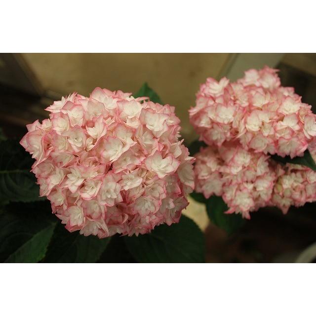 １８ New アジサイ 恋物語５号鉢 18ajikoimonoyg85 森農園ネットショップ 通販 Yahoo ショッピング