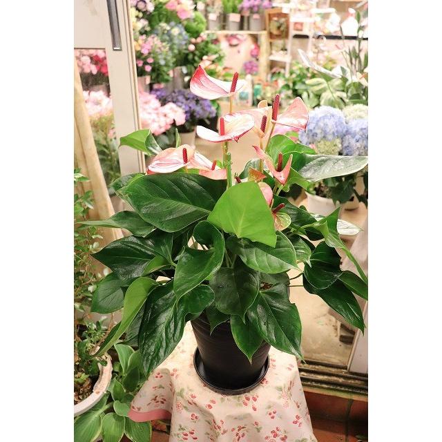 １８ New アンスリウム その他観葉植物 ミスティーク７号ラッピング込 18ansmisuthi Kuty27 森農園ネットショップ 通販 Yahoo ショッピング